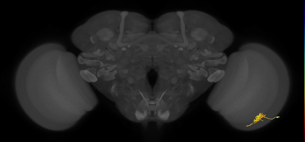 Cm6_R (JRC_OpticLobe:73108)