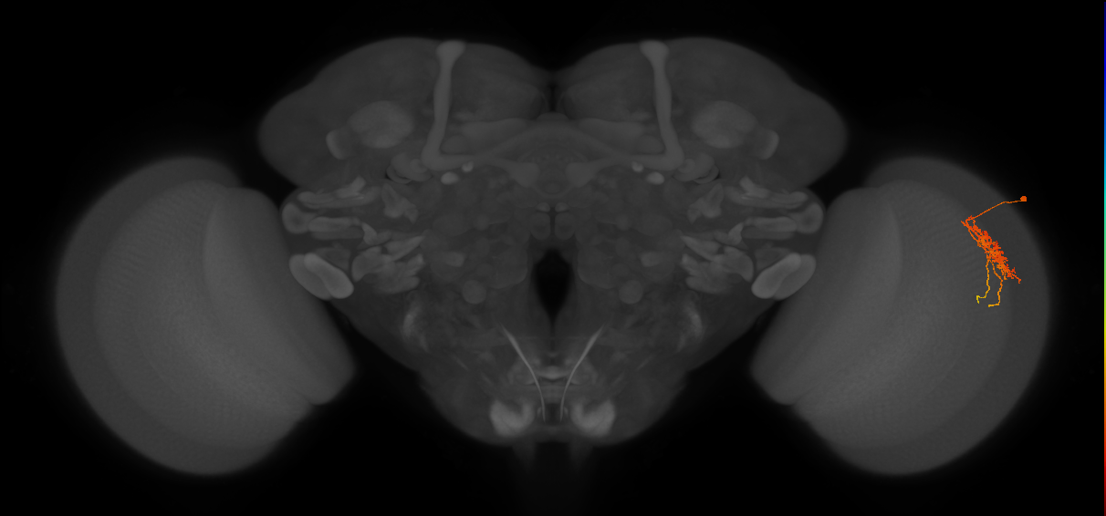 Cm6_R (JRC_OpticLobe:63683)
