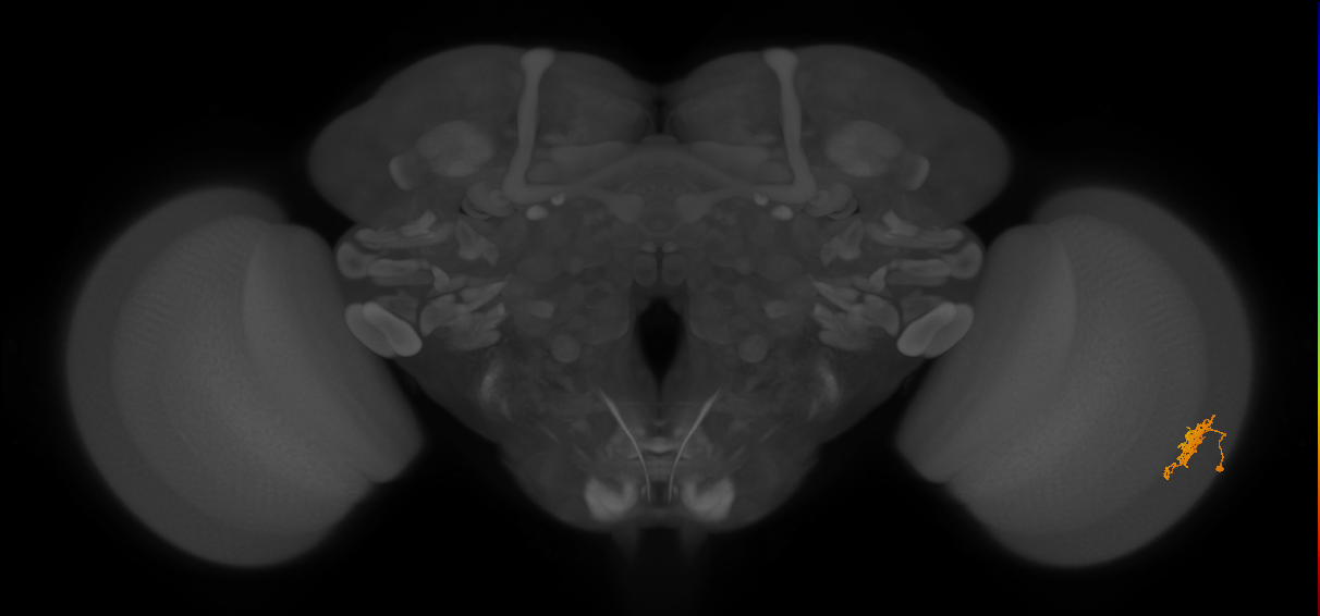 Cm6_R (JRC_OpticLobe:93282)