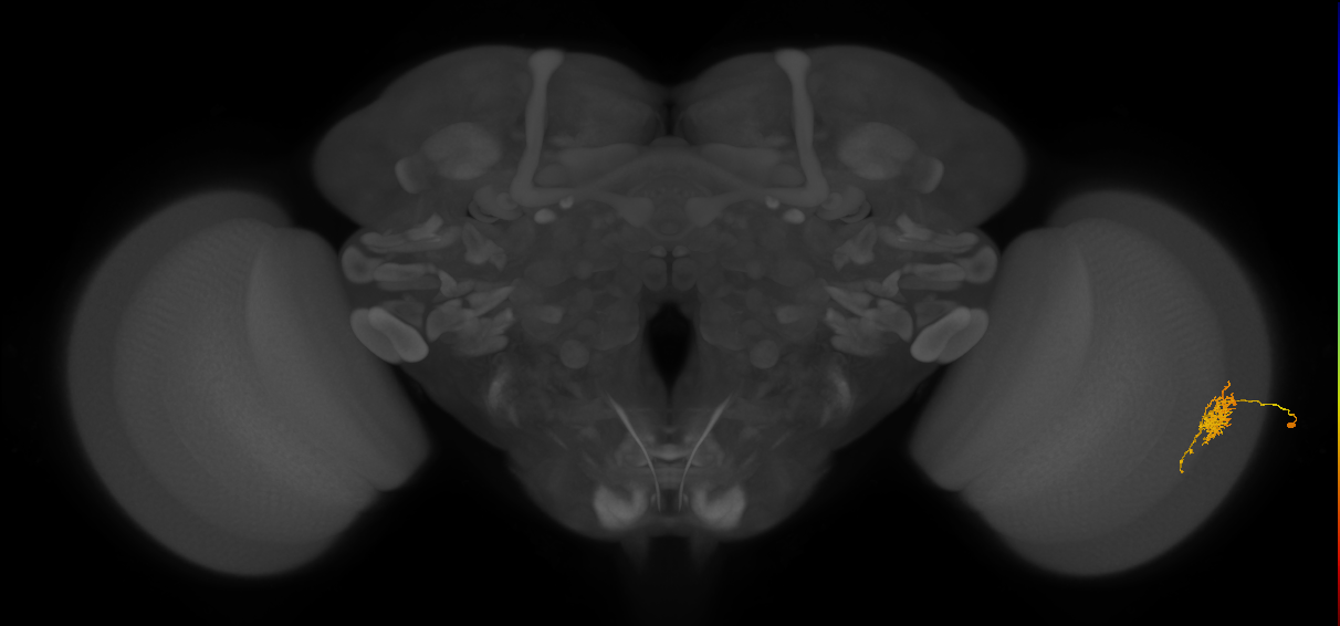 Cm6_R (JRC_OpticLobe:74586)