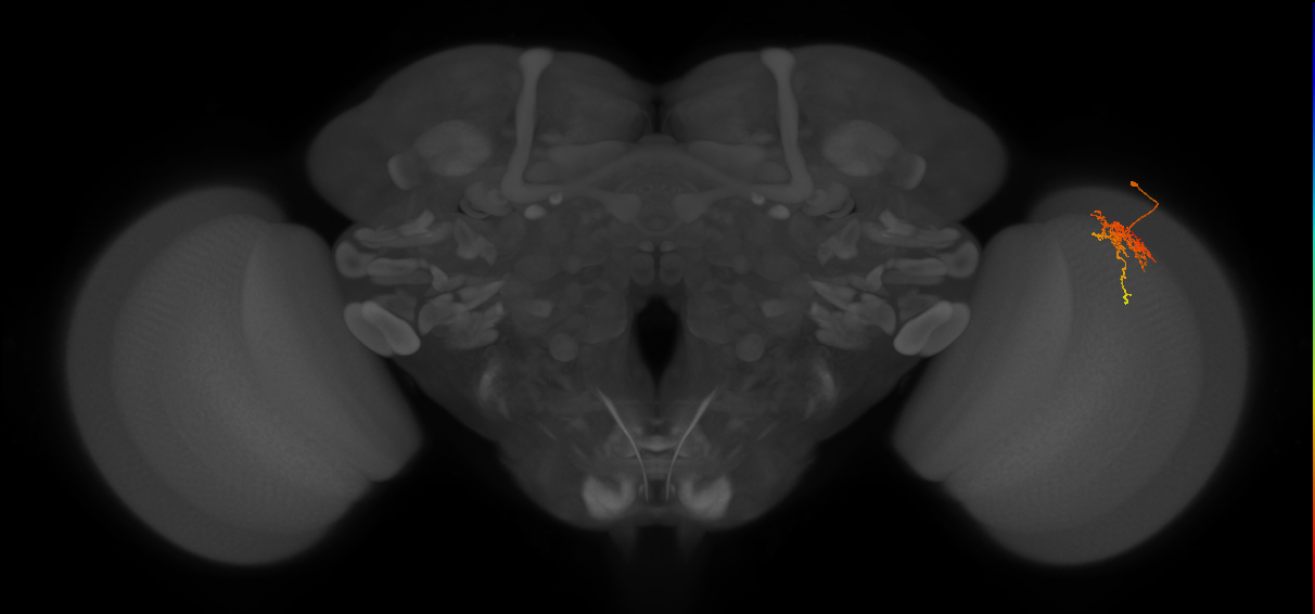 Cm6_R (JRC_OpticLobe:86947)