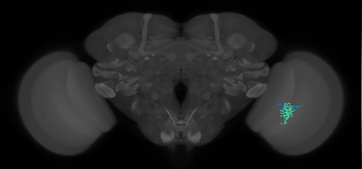 Cm6_R (JRC_OpticLobe:96291)