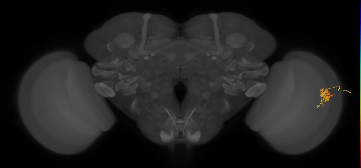 Cm6_R (JRC_OpticLobe:70744)