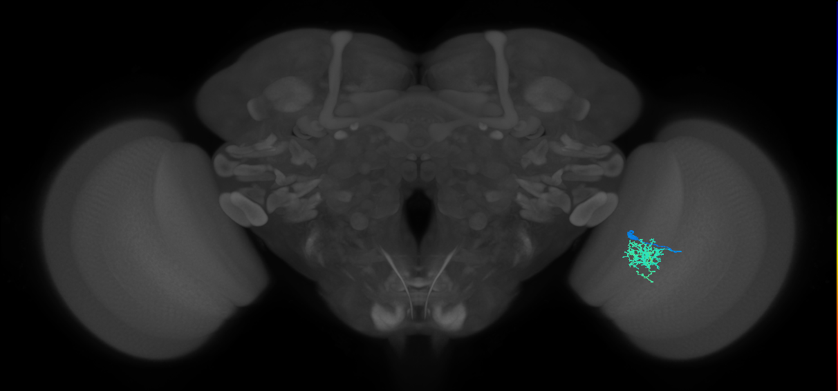 Cm6_R (JRC_OpticLobe:97384)