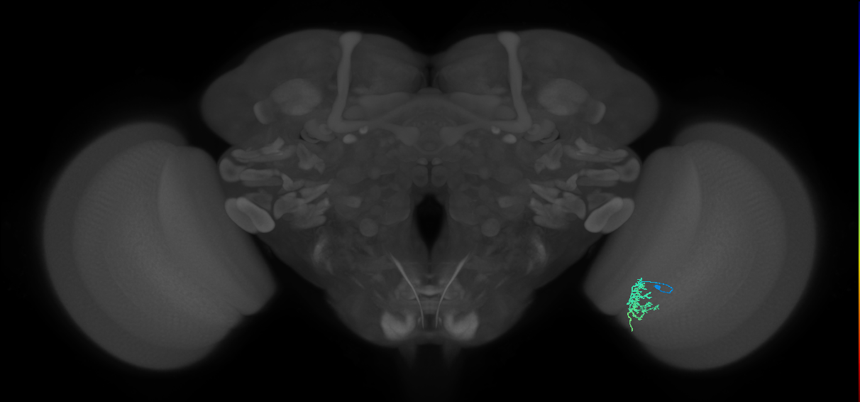 Cm6_R (JRC_OpticLobe:121466)