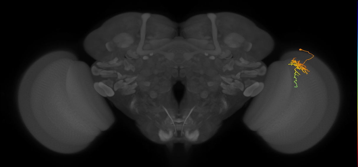 Cm6_R (JRC_OpticLobe:71625)