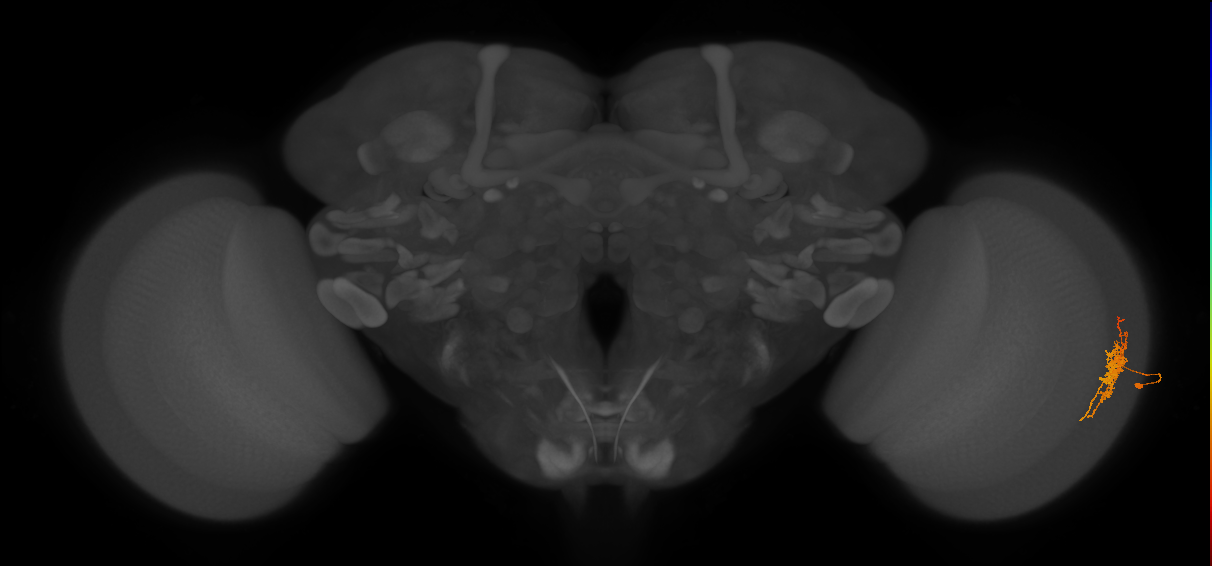 Cm6_R (JRC_OpticLobe:75048)