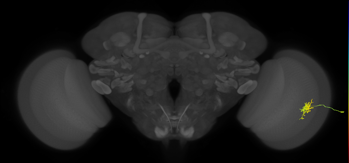 Cm6_R (JRC_OpticLobe:69623)