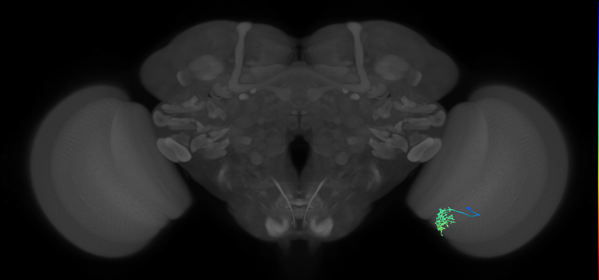 Cm6_R (JRC_OpticLobe:112777)