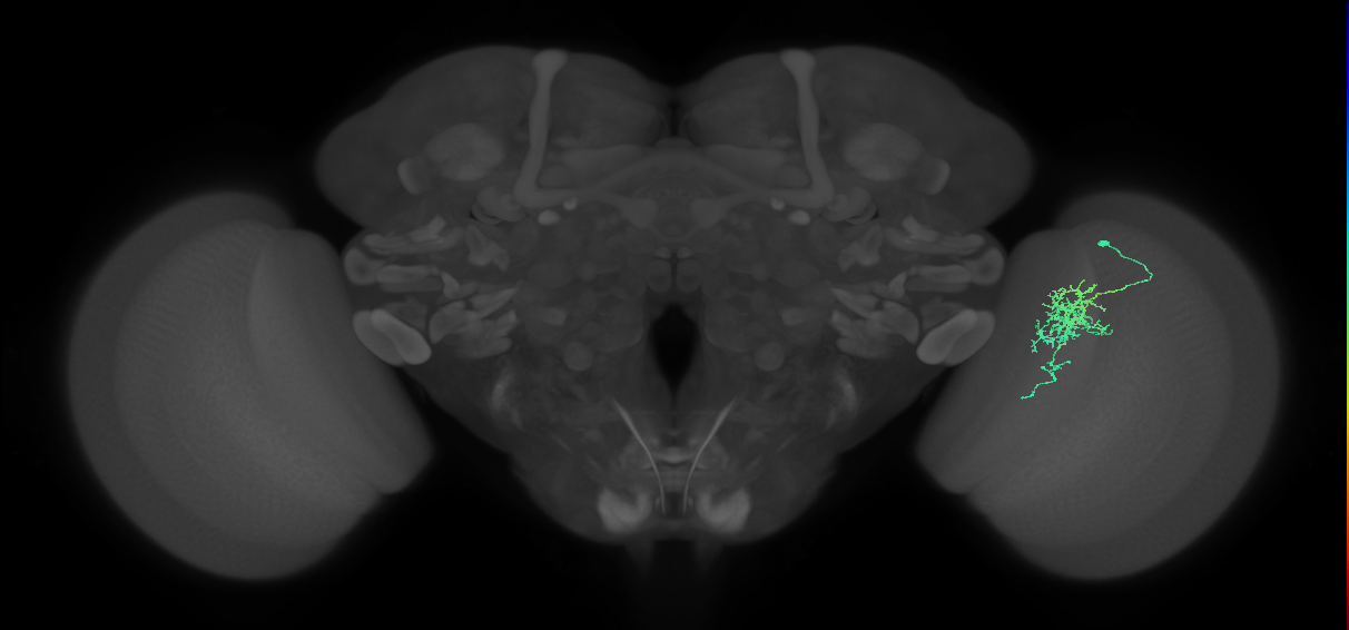 Cm6_R (JRC_OpticLobe:84904)
