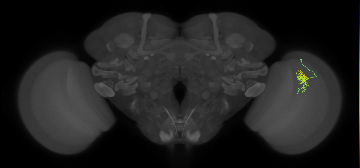 Cm6_R (JRC_OpticLobe:144901)