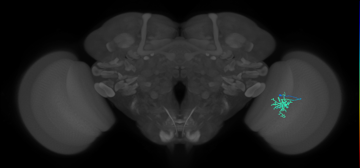 Cm6_R (JRC_OpticLobe:90115)