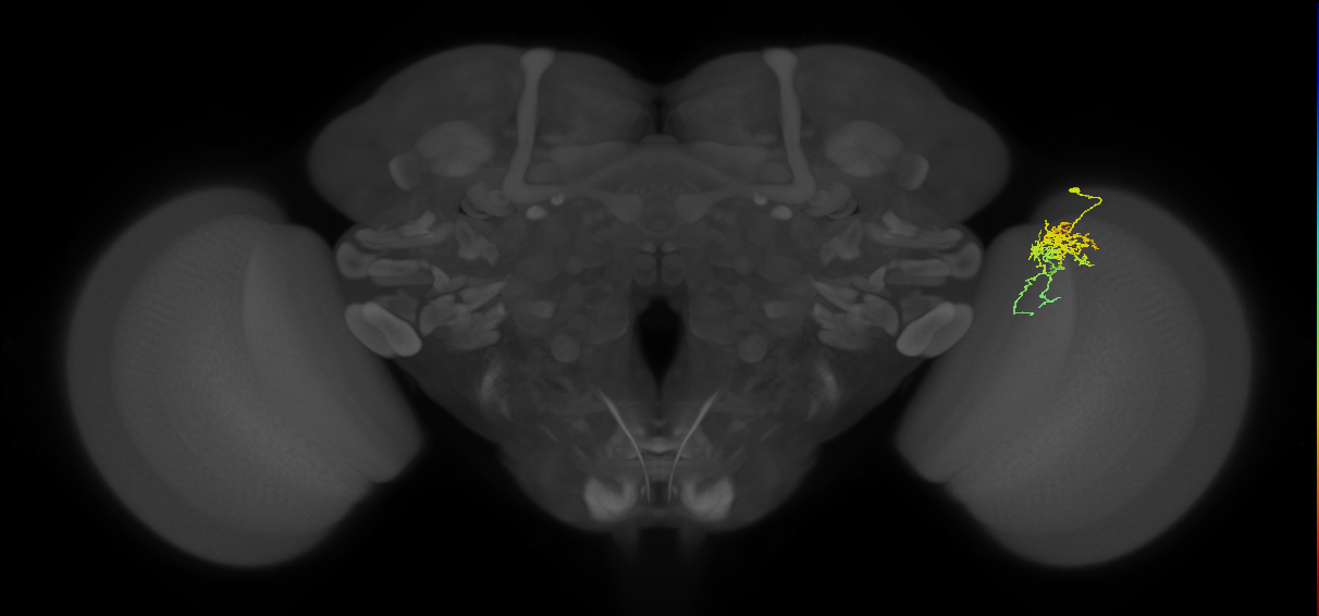 Cm6_R (JRC_OpticLobe:74759)