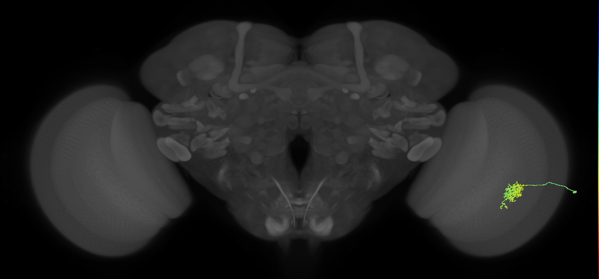 Cm6_R (JRC_OpticLobe:90486)