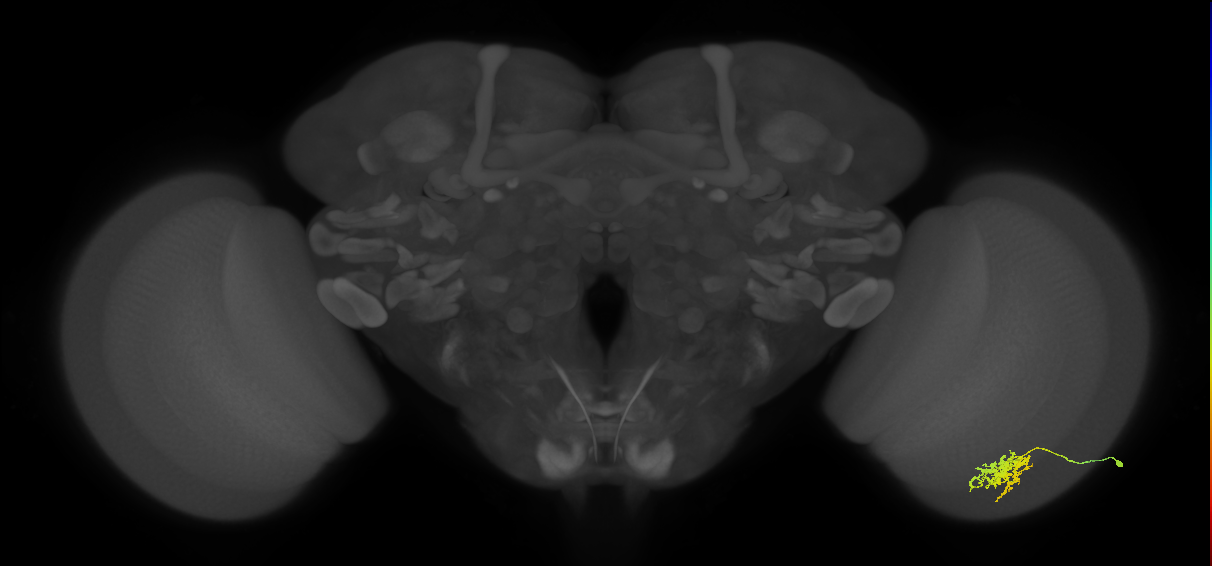 Cm6_R (JRC_OpticLobe:57446)