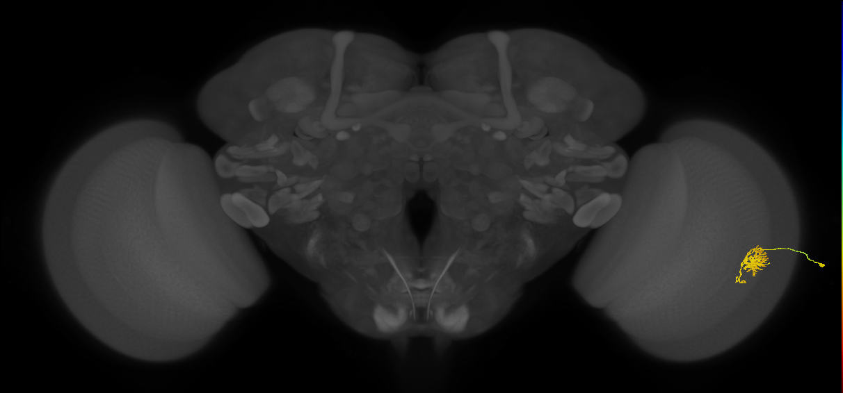 Cm6_R (JRC_OpticLobe:86254)