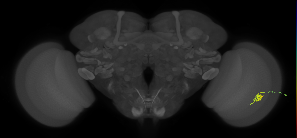 Cm6_R (JRC_OpticLobe:110284)
