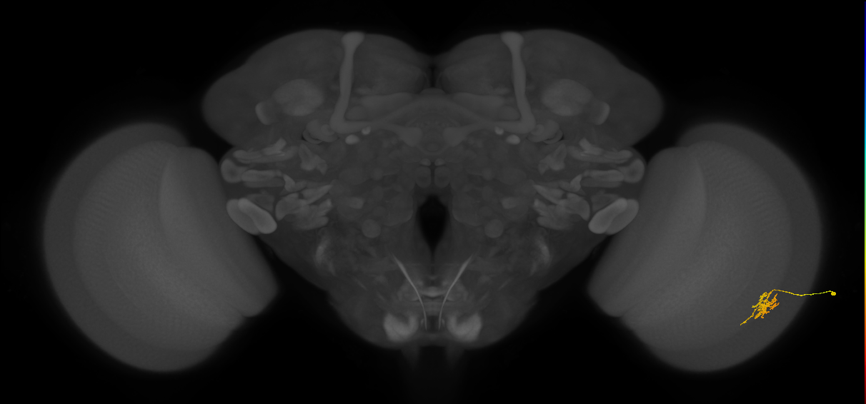Cm6_R (JRC_OpticLobe:132849)