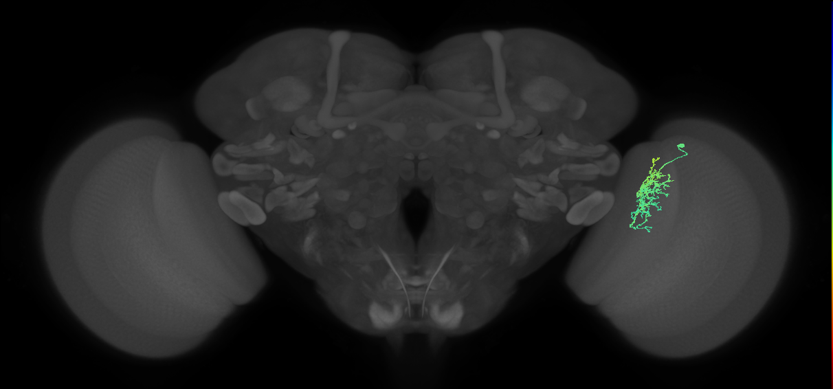 Cm6_R (JRC_OpticLobe:78454)
