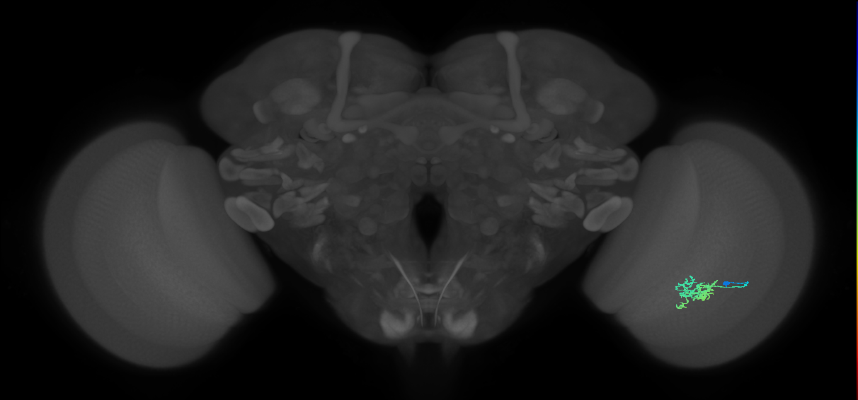 Cm6_R (JRC_OpticLobe:86867)