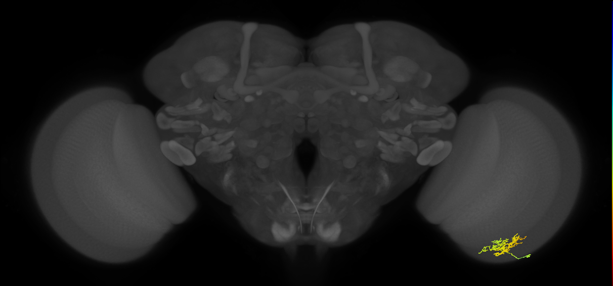 Cm6_R (JRC_OpticLobe:77365)