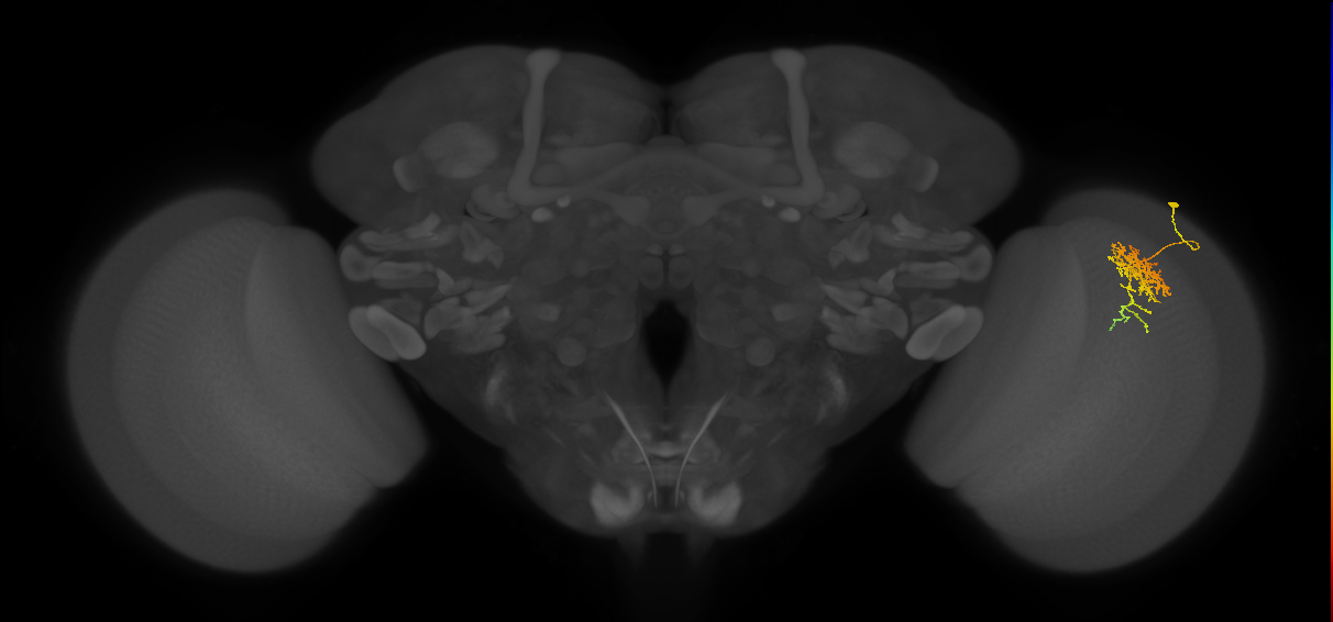 Cm6_R (JRC_OpticLobe:64060)