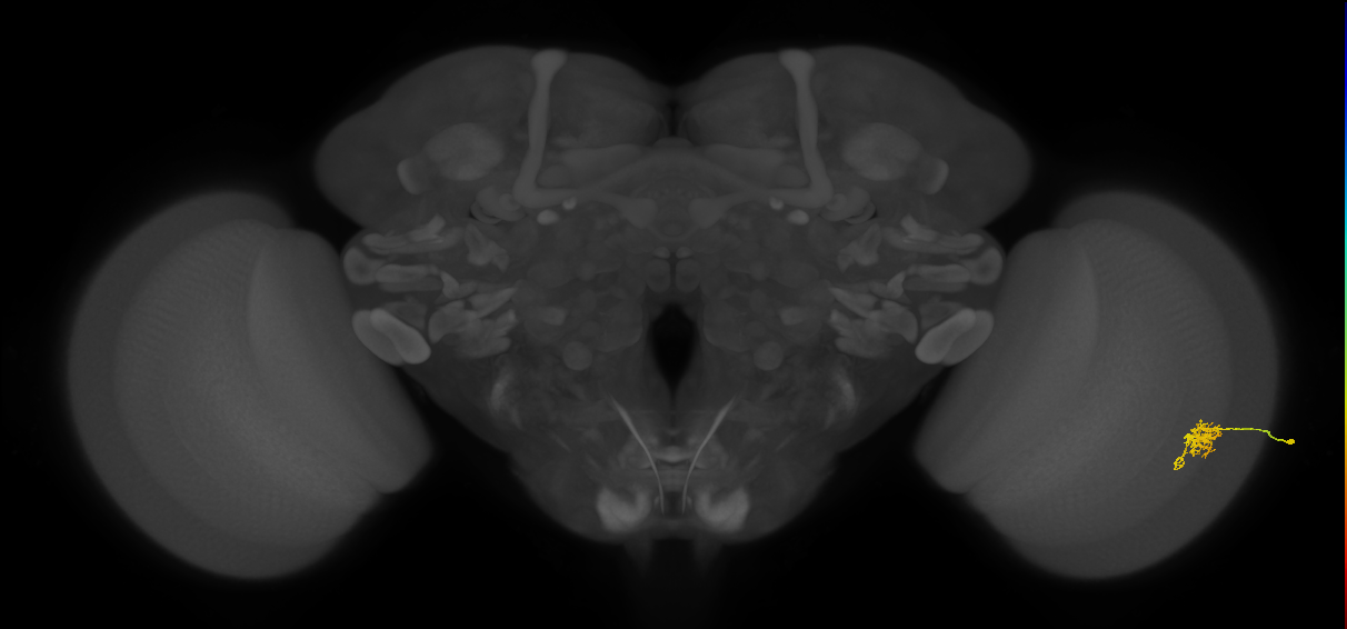 Cm6_R (JRC_OpticLobe:96129)