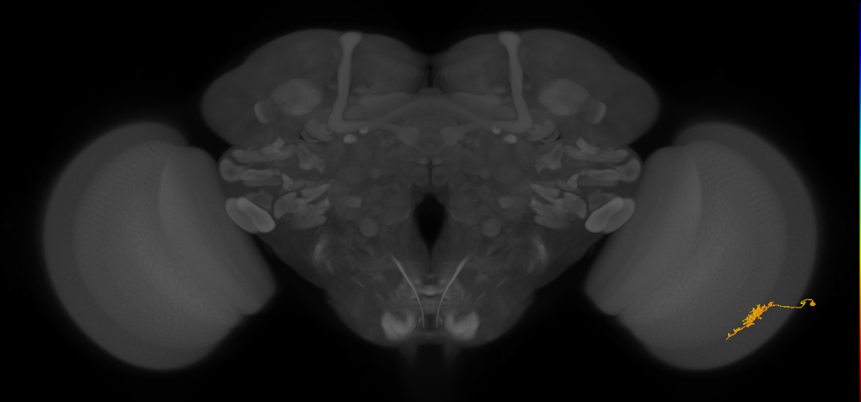 Cm6_R (JRC_OpticLobe:135843)
