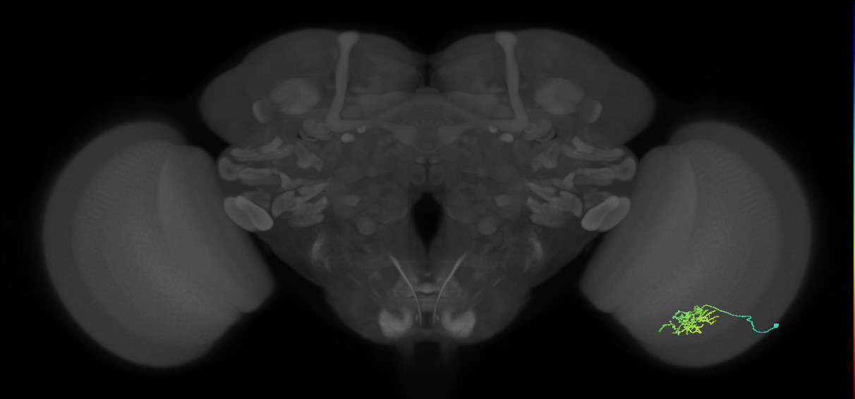 Cm6_R (JRC_OpticLobe:66622)