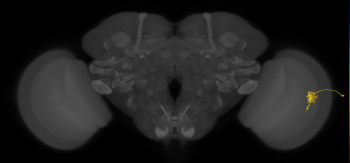 Cm6_R (JRC_OpticLobe:130621)