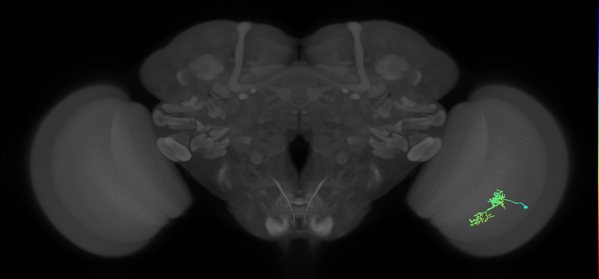 Cm7_R (JRC_OpticLobe:100242)