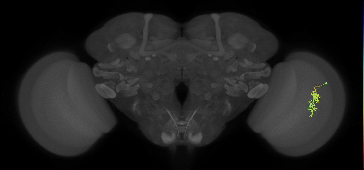 Cm7_R (JRC_OpticLobe:74810)