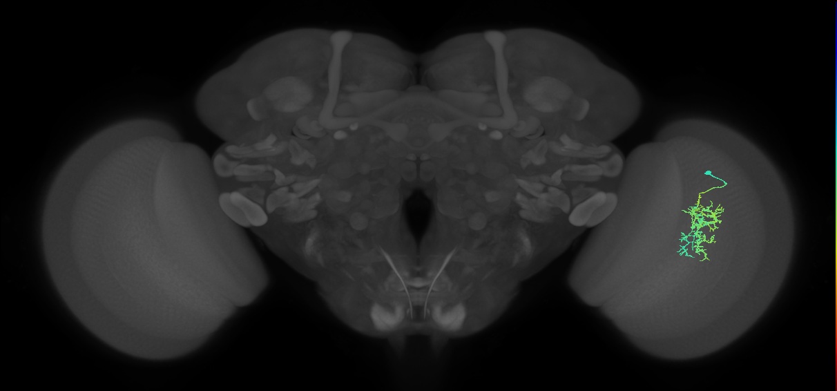 Cm7_R (JRC_OpticLobe:69779)