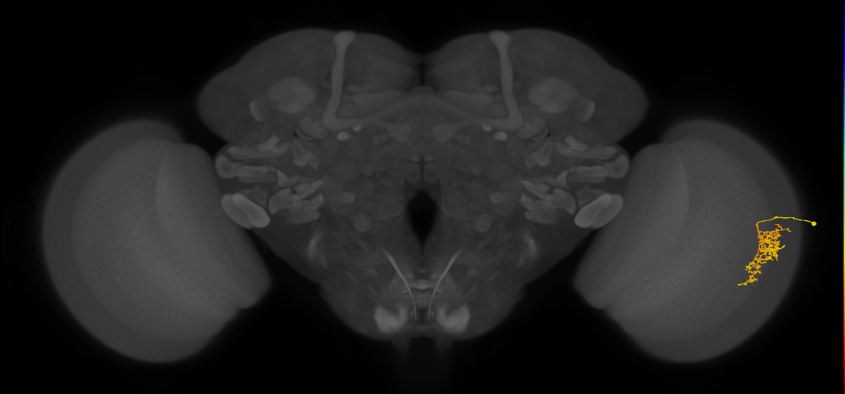 Cm7_R (JRC_OpticLobe:59512)