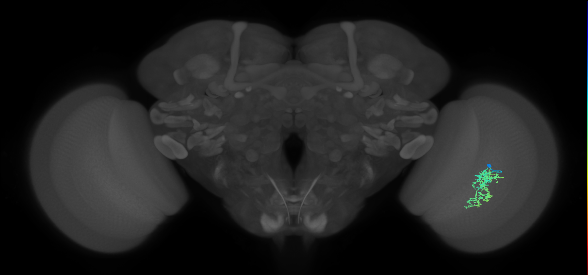 Cm7_R (JRC_OpticLobe:60385)