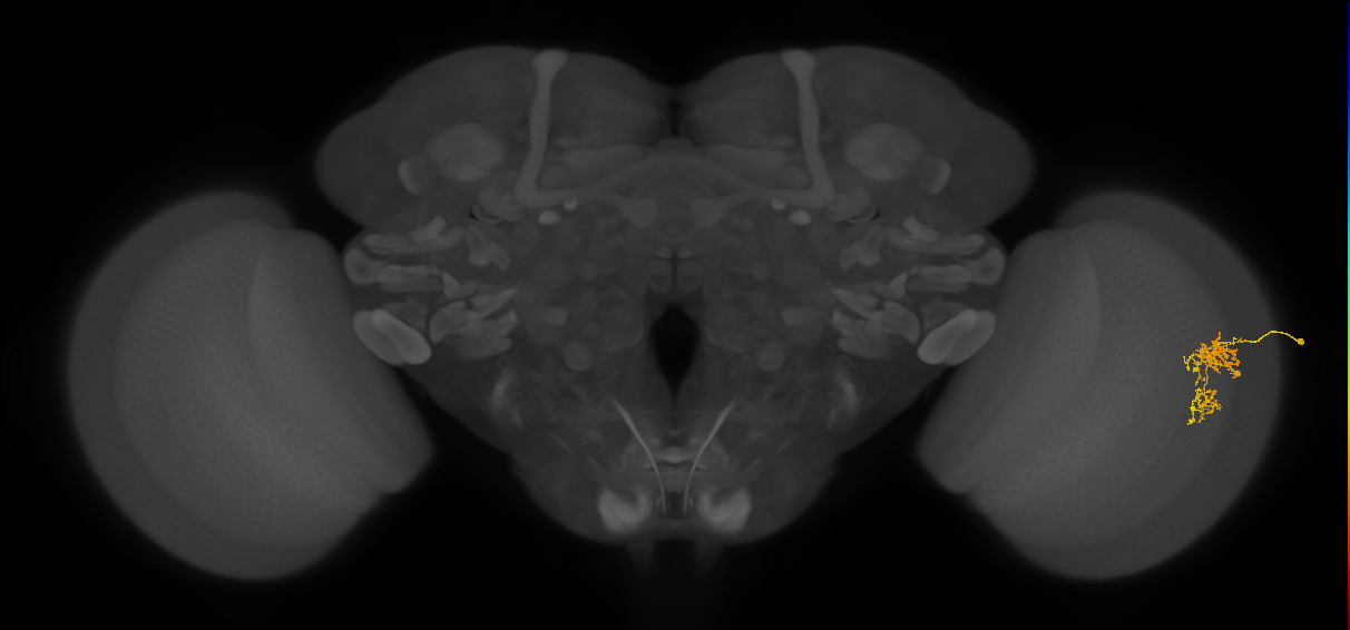 Cm7_R (JRC_OpticLobe:102412)