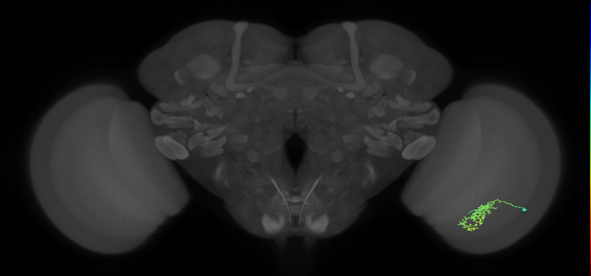 Cm7_R (JRC_OpticLobe:63069)