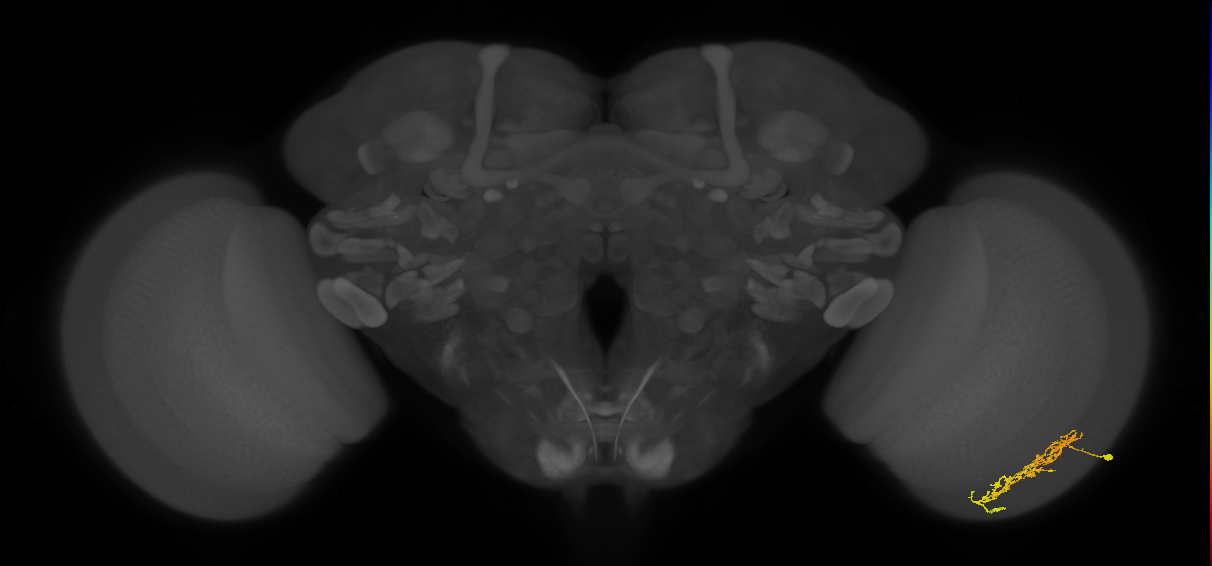 Cm7_R (JRC_OpticLobe:63975)