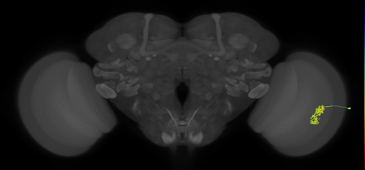 Cm7_R (JRC_OpticLobe:32327)