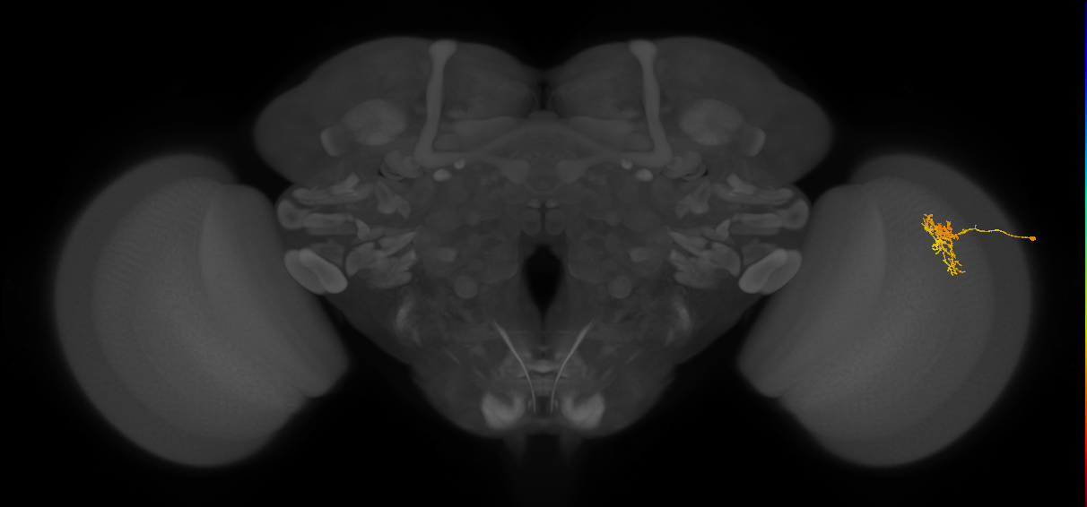 Cm7_R (JRC_OpticLobe:82875)
