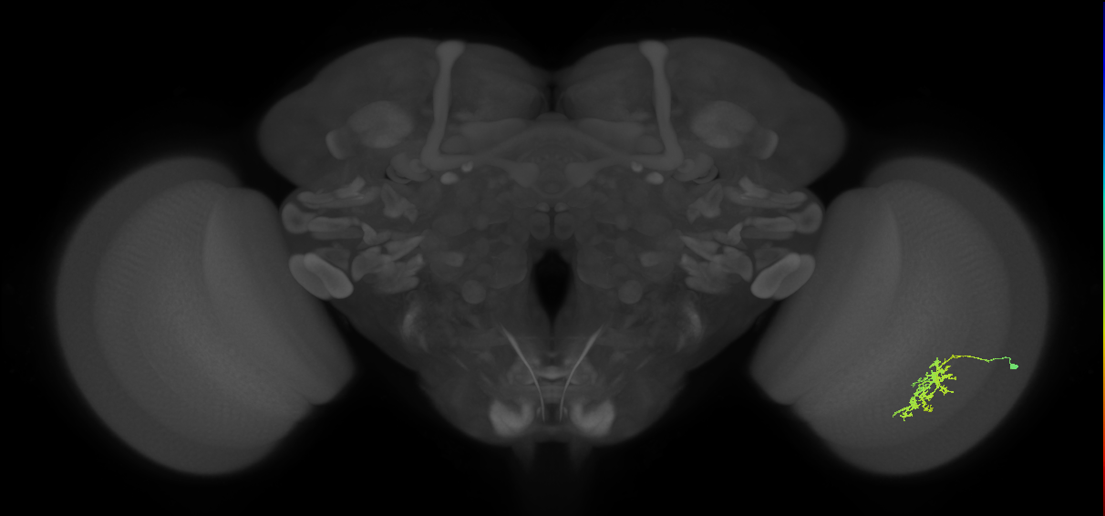 Cm7_R (JRC_OpticLobe:20444)