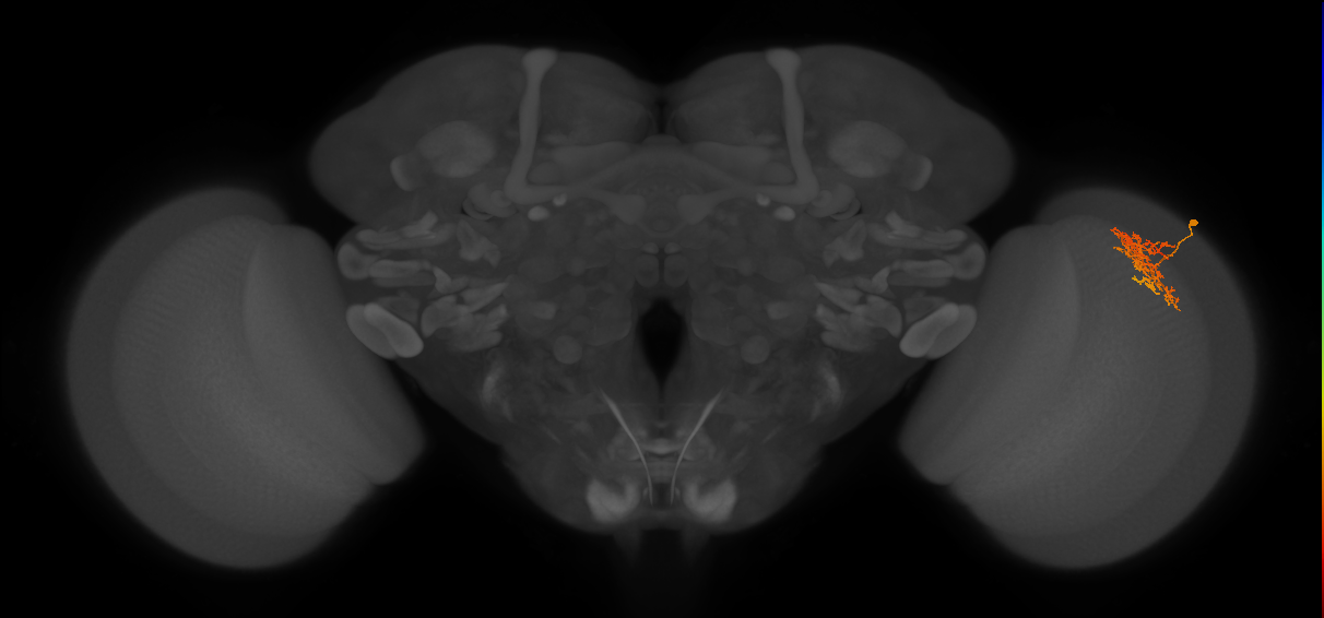 Cm7_R (JRC_OpticLobe:62807)