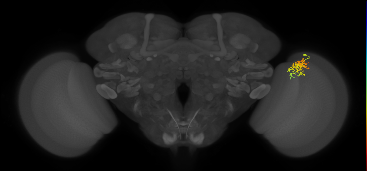 Cm7_R (JRC_OpticLobe:60087)