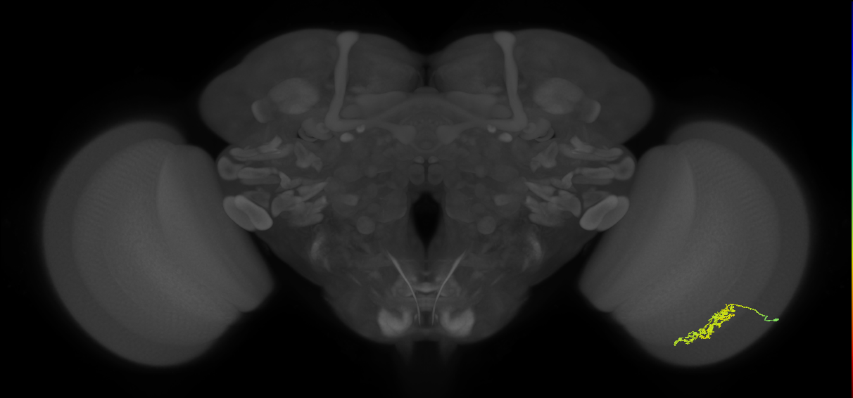 Cm7_R (JRC_OpticLobe:65911)