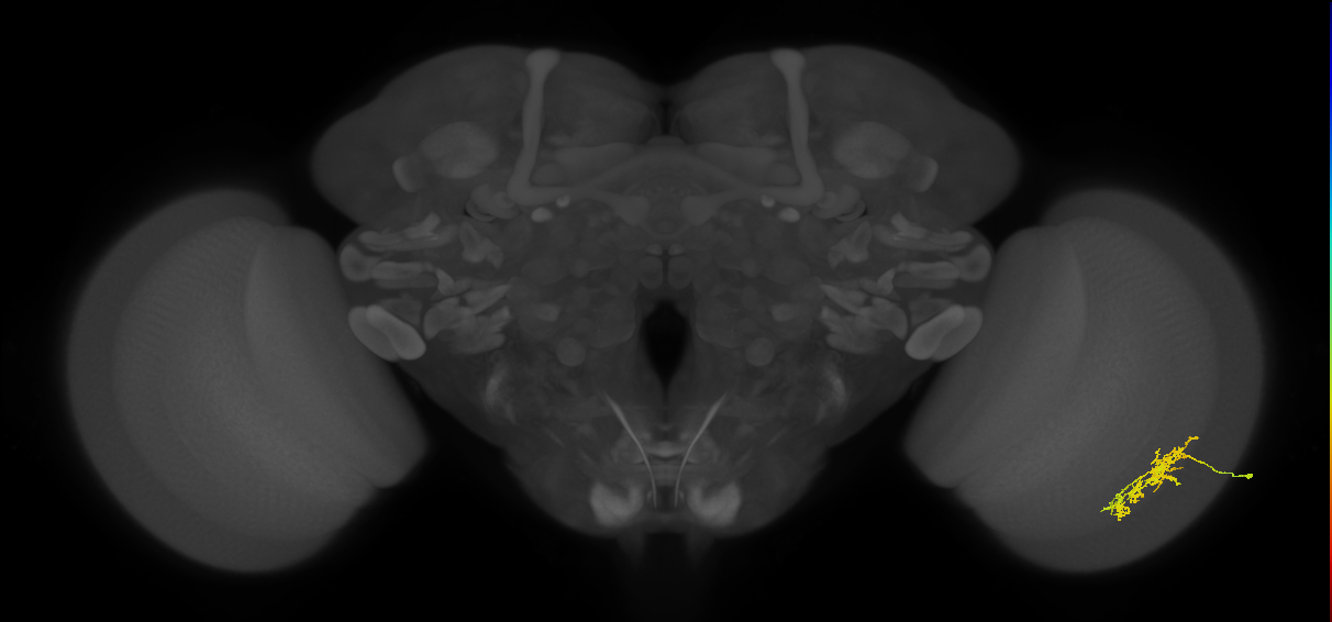 Cm7_R (JRC_OpticLobe:63288)