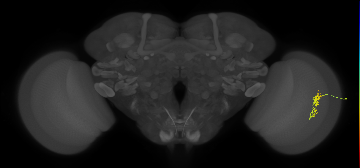 Cm7_R (JRC_OpticLobe:103263)