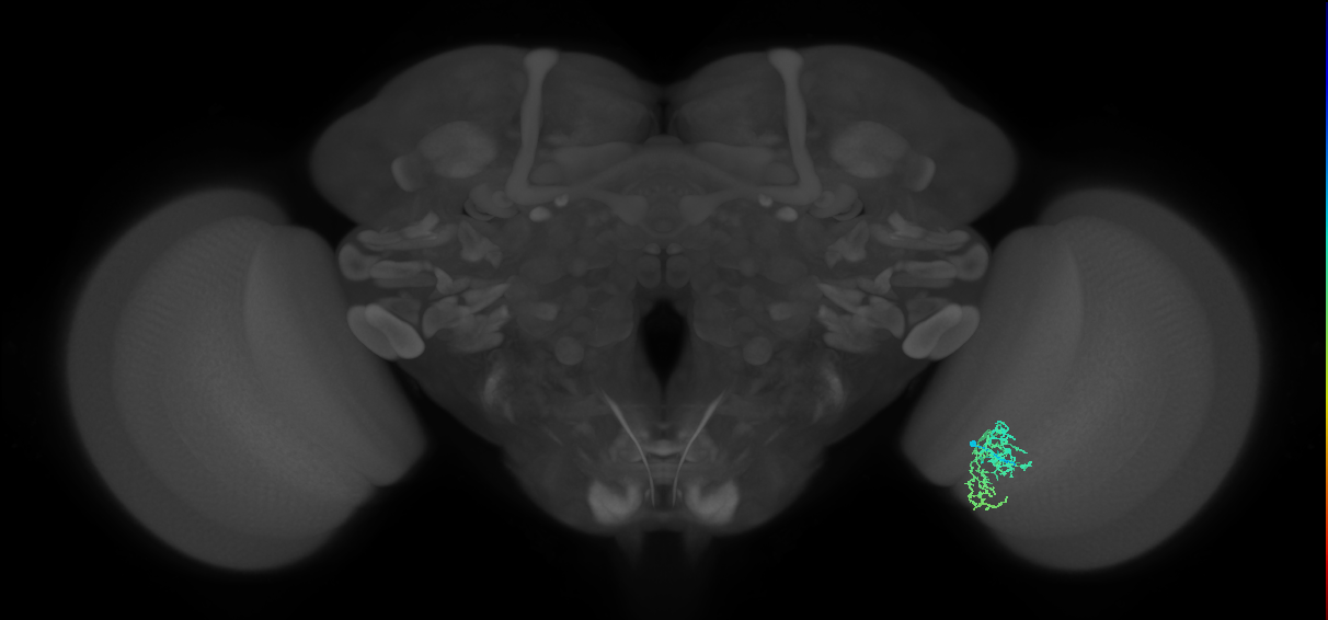 Cm7_R (JRC_OpticLobe:87806)