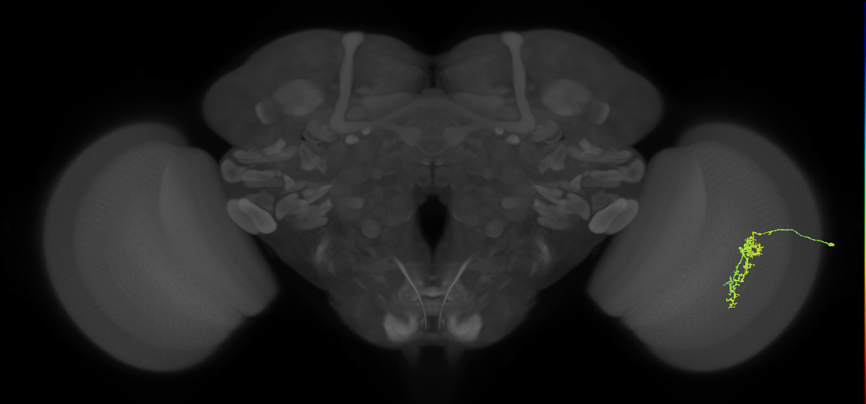 Cm7_R (JRC_OpticLobe:112370)