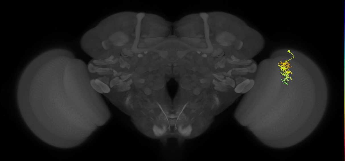 Cm7_R (JRC_OpticLobe:75131)