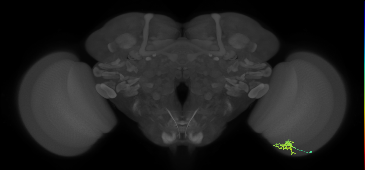 Cm7_R (JRC_OpticLobe:84769)